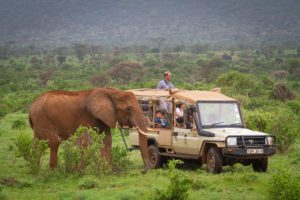 Kenya safari adventure