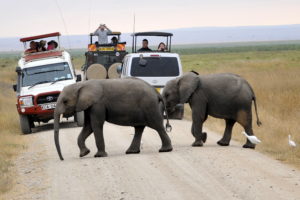 amboseli-park-tyour