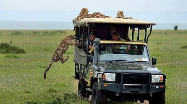 Masai mara