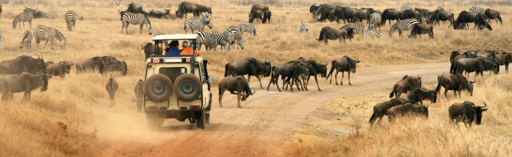 Wildbeest migration in Maasai mara park 