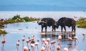 lake-nakuru-rentals