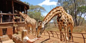 giraffe-center-nairobi