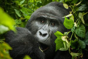 bwindi-gorilla-tour-uganda - Rent A Driver Kenya bwindi national park