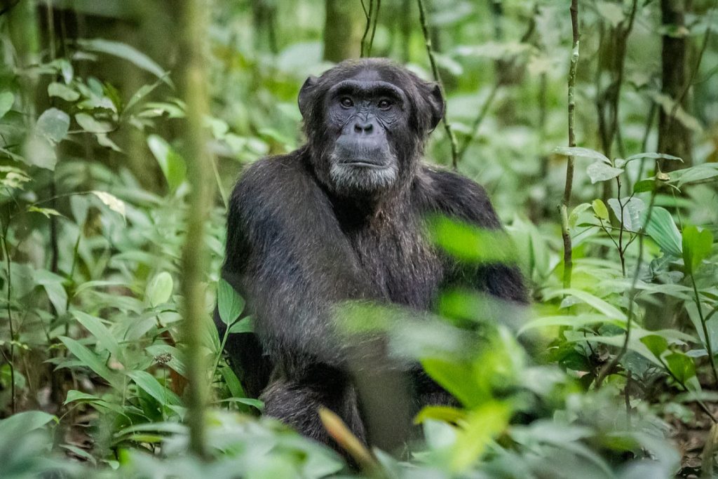 chimpanzee-kibale