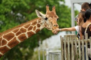 nairobi-giraffe-center
