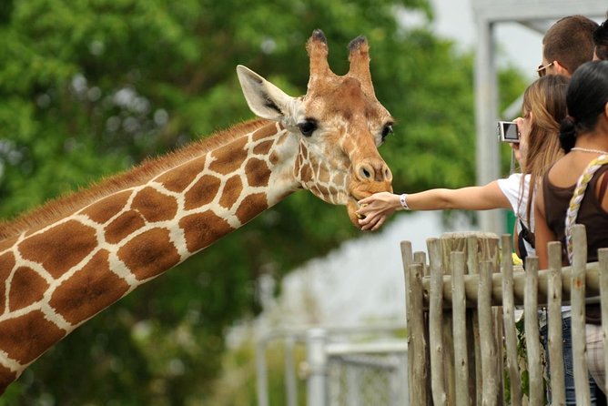 nairobi-giraffe-center