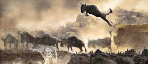 wildebeests-in-maasai-mara