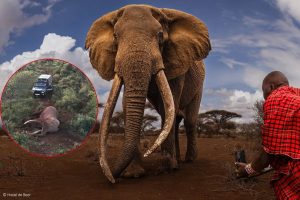 craig-the-elephants-dies-kenya
