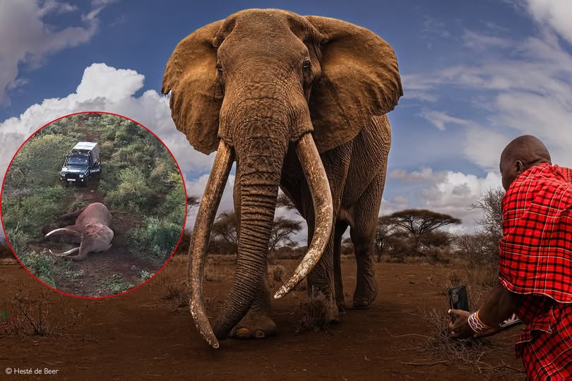 craig-the-elephants-dies-kenya