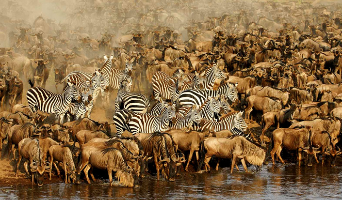 Wildbeest migration