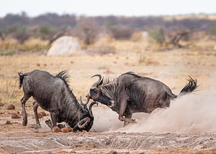 Kenya safari - wildbeest