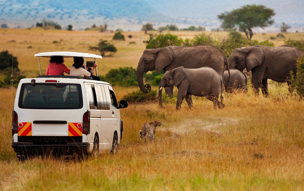 amboseli-park-safari - Rent A Driver Kenya Safari van with tourists on the roof observes a cheetah running through tall grass as elephants graze in the background on the savanna.