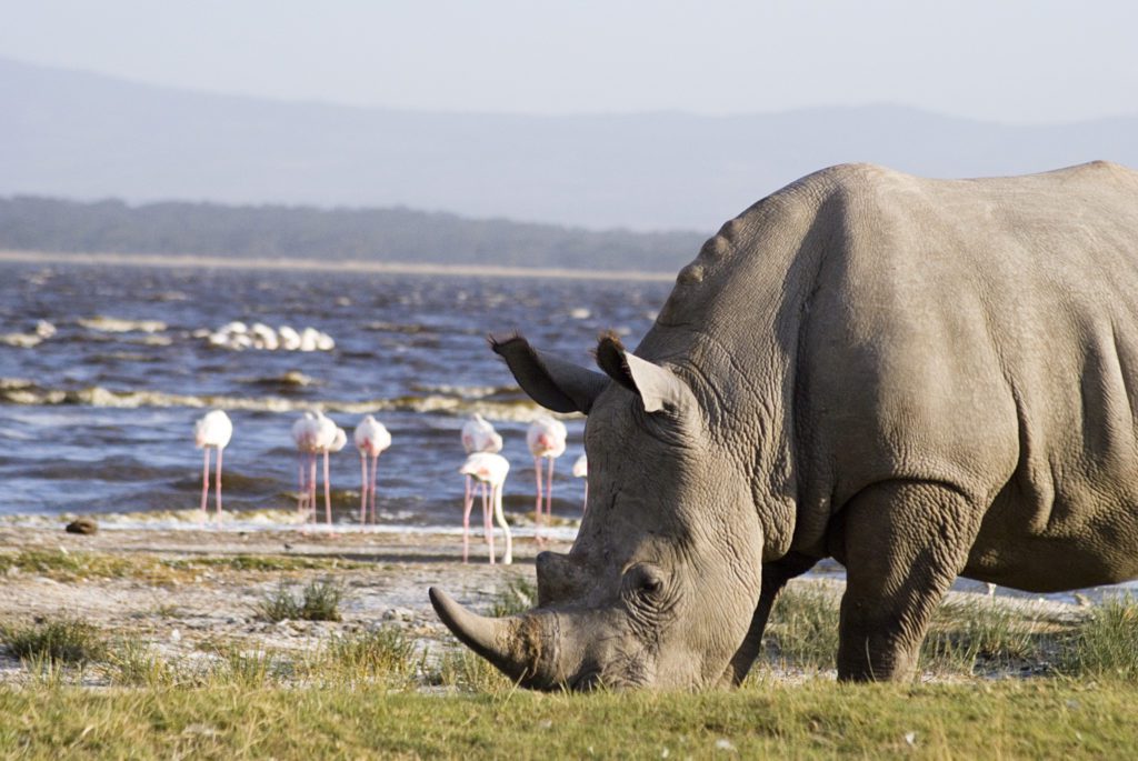 Big five Kenya- The Rhino