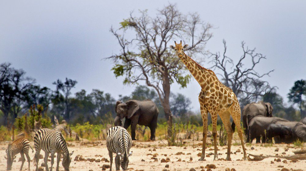 serengeti-tanzania - Rent A Driver Kenya