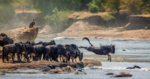 Serengeti wildebeest migrations