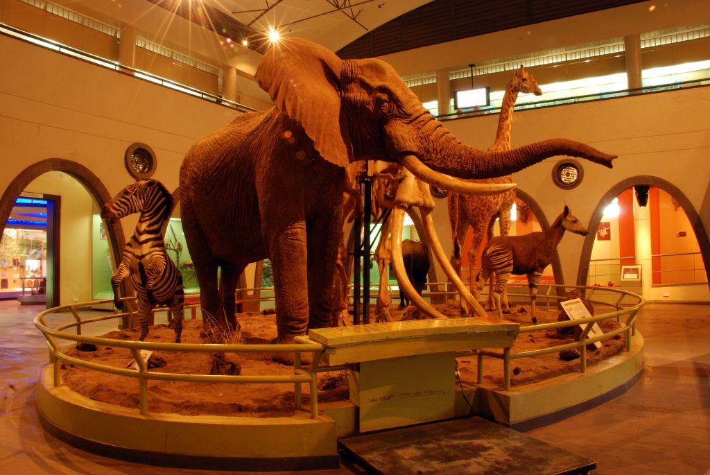Nairobi national musuem