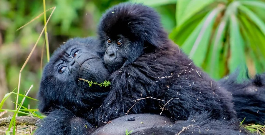 gorillas-reunite - Rent A Driver Kenya