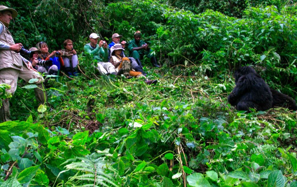 group-gorilla-trekking-uganda - Rent A Driver Kenya gorilla trekking in uganda