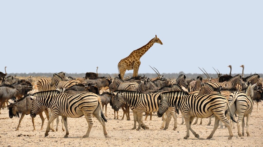 Marsabit national park