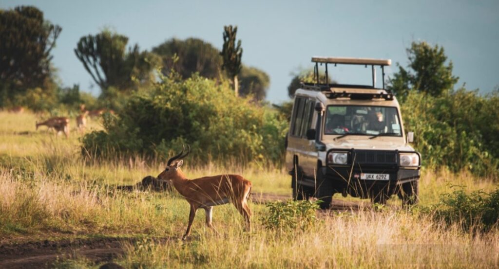 queen-elizabeth-park-game-drive-uganda - Rent A Driver Kenya Uganda self drive game drives